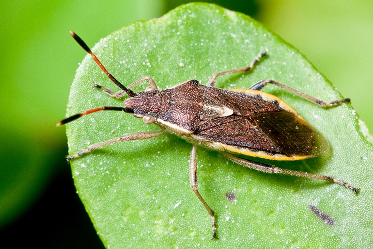 Rhopalidae: Maccevethus sp. di Malta